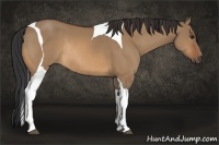 Horse Color:Bay Dun Tobiano Rabicano 
