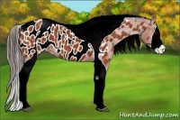 Horse Color:Bay Tobiano Near Leopard