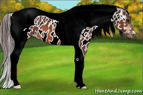 Horse Color:Bay Tobiano Near Leopard