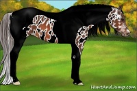 Horse Color:Bay Tobiano Near Leopard