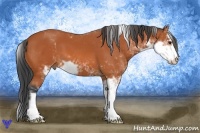 Horse Color:Bay Sabino 