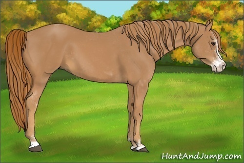 Horse Color:Chestnut Sabino