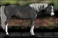 Horse Color:Liver Chestnut Sabino 