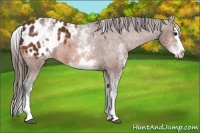 Horse Color:White Spotted Bay Splash Appaloosa 