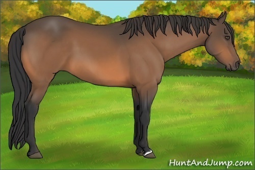 Horse Color:Unknown 