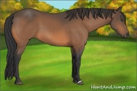 Horse Color:Unknown 