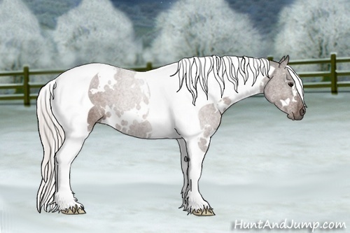Horse Color:White Spotted Silver Bay Tobiano