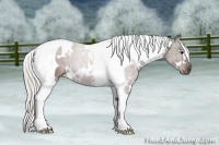 Horse Color:White Spotted Silver Bay Tobiano