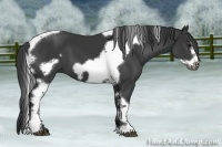 Horse Color:Black Tobiano Frame