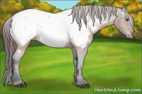 Horse Color:Brown Appaloosa 