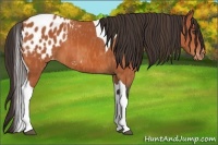 Horse Color:Bay Splash Tobiano Blanket  Brindle