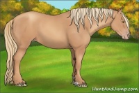 Horse Color:Gold Champagne