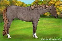 Horse Color:Liver Red Roan 