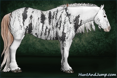 Horse Color:Black Splash Tobiano Appaloosa Brindle