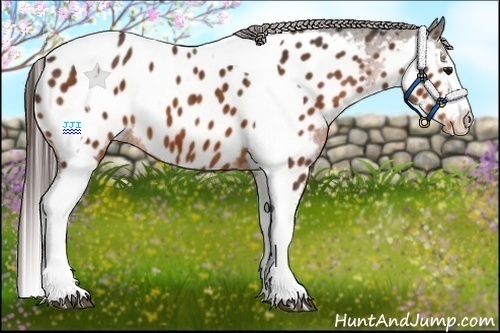 Horse Color:Bay Splash Tobiano Appaloosa Brindle