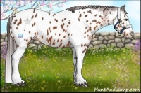 Horse Color:Bay Splash Tobiano Appaloosa Brindle