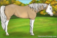 Horse Color:Silver Buckskin Sabino Splash 