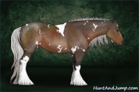 Horse Color:White Spotted Silver Brown Tobiano 