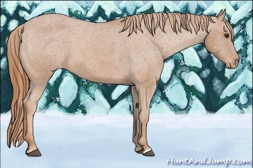 Horse Color:Chestnut Appaloosa 