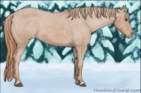 Horse Color:Chestnut Appaloosa 