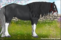 Horse Color:Black Splash