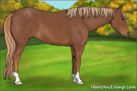 Horse Color:Chestnut 