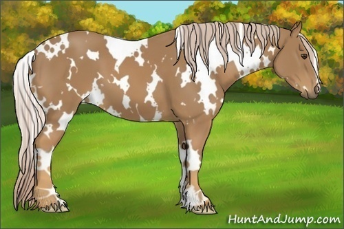 Horse Color:White Spotted Palomino 