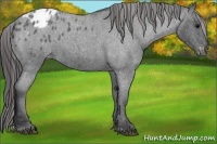 Horse Color:Blue Roan Blanket Rabicano 
