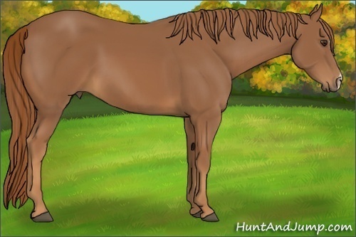 Horse Color:Chestnut 