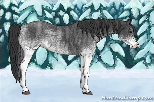 Horse Color:White Spotted Blue Roan Rabicano  Brindle