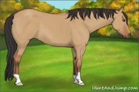 Horse Color:Bay Dun