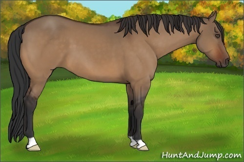 Horse Color:Bay Dun