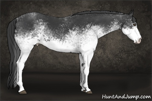 Horse Color:White Spotted Black 