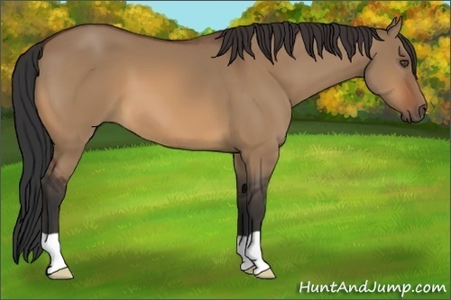 Horse Color:Bay Dun