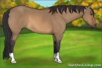 Horse Color:Bay Dun