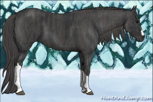 Horse Color:Black  Brindle