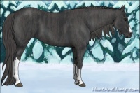 Horse Color:Black  Brindle