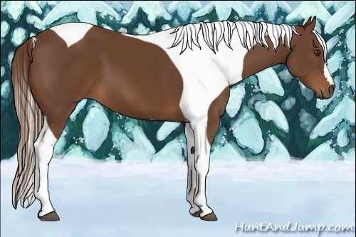 Horse Color:Chestnut Tobiano