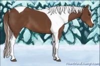Horse Color:Chestnut Tobiano
