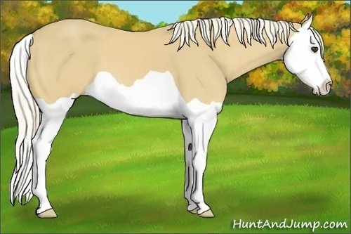 Horse Color:Palomino Splash