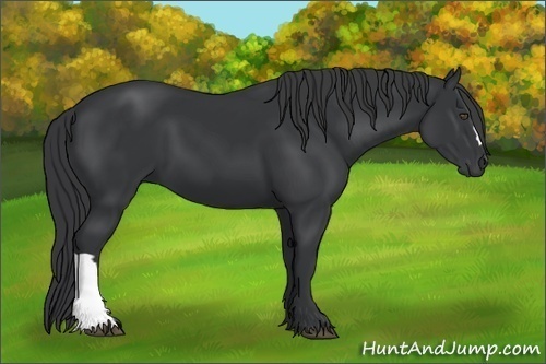 Horse Color:Black 
