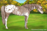 Horse Color:Chestnut Sabino Splash Frame Appaloosa 