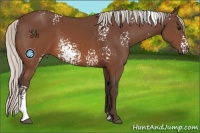 Horse Color:White Spotted Silver Brown Sabino 