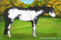 Horse Color:Black Sabino Frame