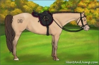 Horse Color:Amber Champagne