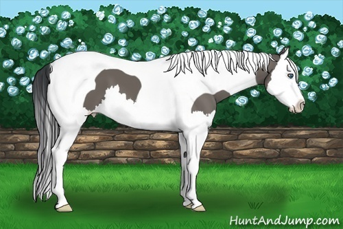 Horse Color:Grullo Splash Tobiano 
