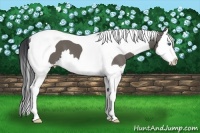 Horse Color:Grullo Splash Tobiano