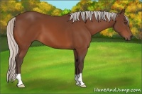 Horse Color:Silver Bay 