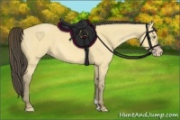 Horse Color:Amber Cream Champagne Dun 