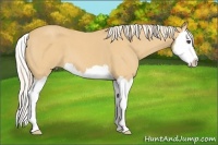 Horse Color:Palomino Roan Splash 